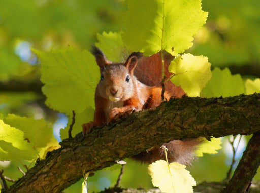 Eichhörnchen in der Baumkrone - CALVENDO Foto-Puzzle - calvendoverlag 39.99