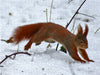Rotes Eichhörnchen im Schnee - CALVENDO Foto-Puzzle - calvendoverlag 39.99