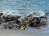 Kegelrobben am Strand - CALVENDO Foto-Puzzle - calvendoverlag 39.99