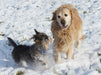 Hundefreundschaft im Winter - CALVENDO Foto-Puzzle - calvendoverlag 39.99