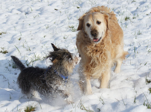 Hundefreundschaft im Winter - CALVENDO Foto-Puzzle - calvendoverlag 39.99