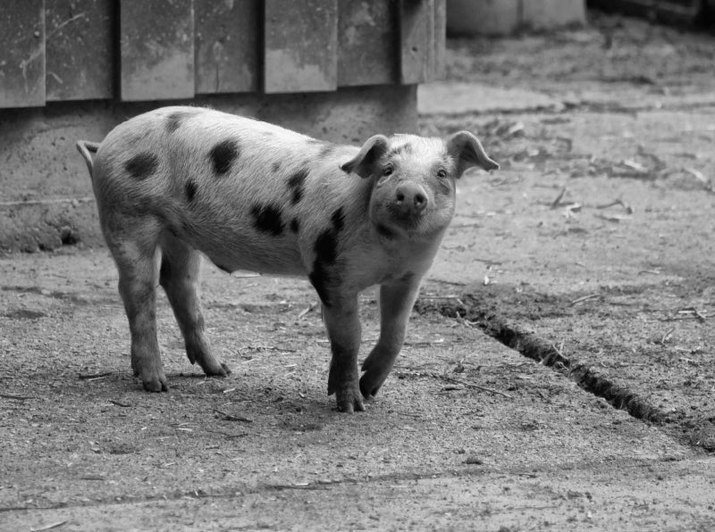 Glückliches Bentheimer Ferkel - CALVENDO Foto-Puzzle - calvendoverlag 39.99