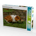 Rot weißes Meerschweinchen Baby - CALVENDO Foto-Puzzle - calvendoverlag 39.99