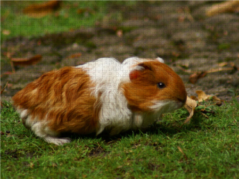 Rot weißes Meerschweinchen Baby - CALVENDO Foto-Puzzle - calvendoverlag 39.99