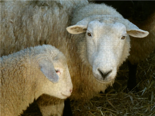 Schaf mit Lamm - CALVENDO Foto-Puzzle - calvendoverlag 29.99