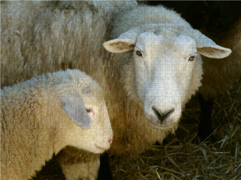 Schaf mit Lamm - CALVENDO Foto-Puzzle - calvendoverlag 29.99
