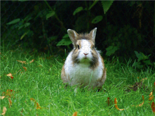 Zwergkaninchen Baby - CALVENDO Foto-Puzzle - calvendoverlag 39.99