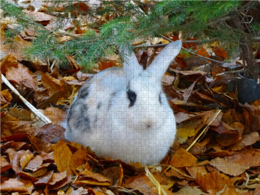 Kaninchen im Herbstlaub - CALVENDO Foto-Puzzle - calvendoverlag 39.99