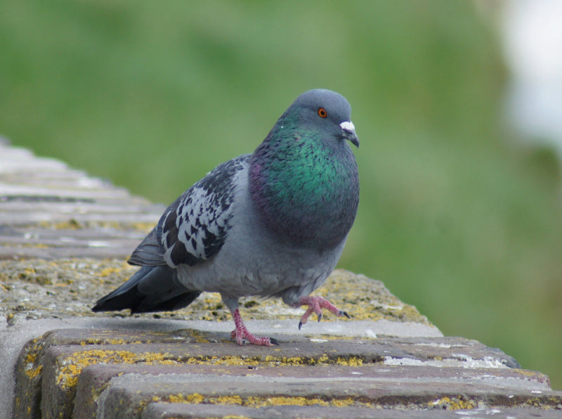 Taube auf dem Catwalk - CALVENDO Foto-Puzzle - calvendoverlag 39.99