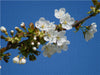 Kirschblüte - CALVENDO Foto-Puzzle - calvendoverlag 39.99