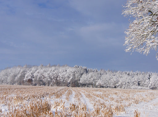 Getreidefeld im Schnee - CALVENDO Foto-Puzzle - calvendoverlag 39.99