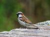 Spatz auf der Mauer - CALVENDO Foto-Puzzle - calvendoverlag 39.99