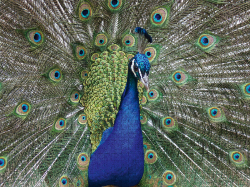 Pfau beim Rad schlagen - CALVENDO Foto-Puzzle - calvendoverlag 39.99