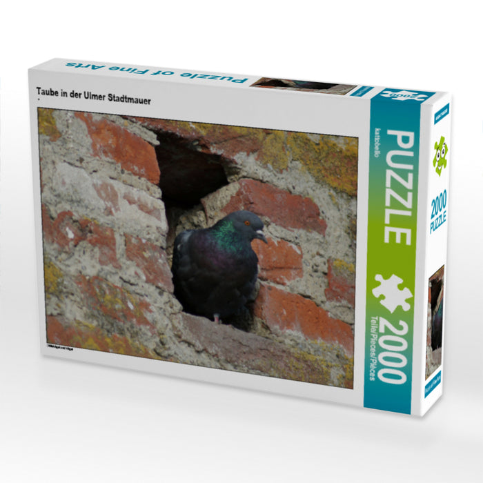 Taube in der Ulmer Stadtmauer - CALVENDO Foto-Puzzle - calvendoverlag 39.99