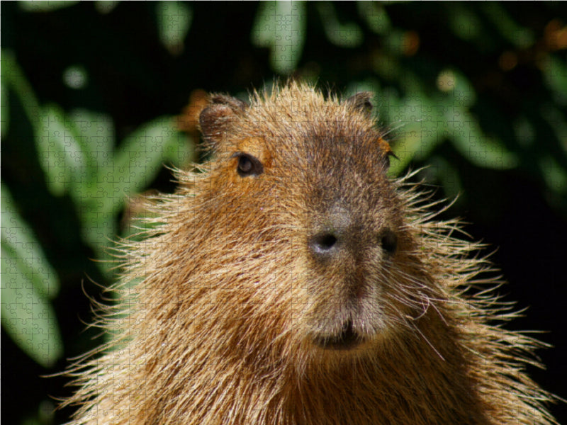 Wasserschwein (Hydrochoerus hydrochaeris) - CALVENDO Foto-Puzzle - calvendoverlag 39.99