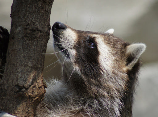 Waschbär - CALVENDO Foto-Puzzle - calvendoverlag 39.99