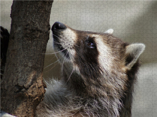 Waschbär - CALVENDO Foto-Puzzle - calvendoverlag 39.99