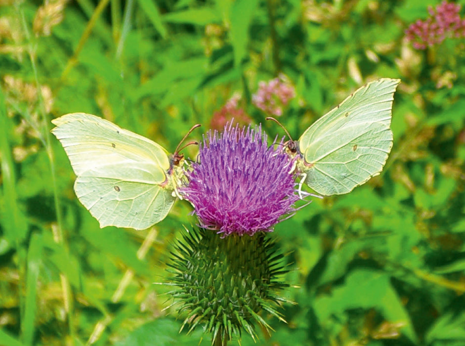 Zitronenfalter (Gonepteryx rhamni) auf Distelblüte - CALVENDO Foto-Puzzle - calvendoverlag 39.99