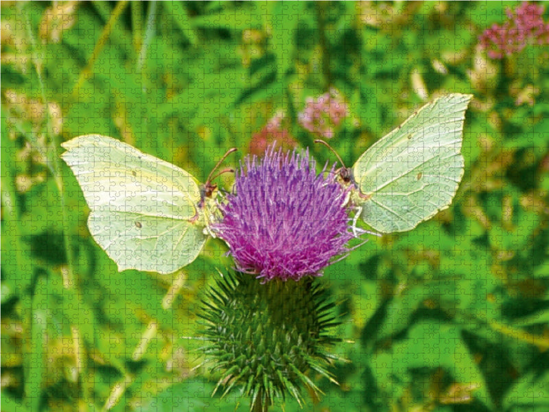 Zitronenfalter (Gonepteryx rhamni) auf Distelblüte - CALVENDO Foto-Puzzle - calvendoverlag 39.99