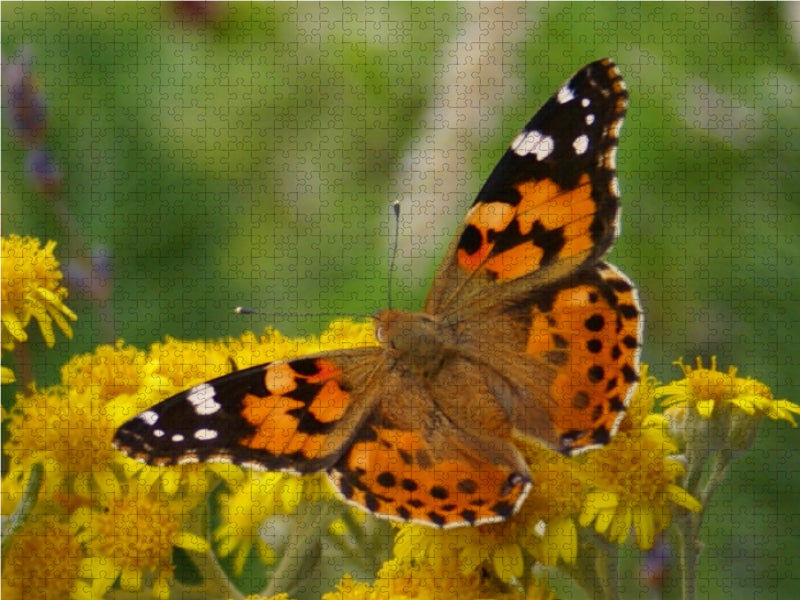 Distelfalter (Vanessa cardui) - CALVENDO Foto-Puzzle - calvendoverlag 39.99