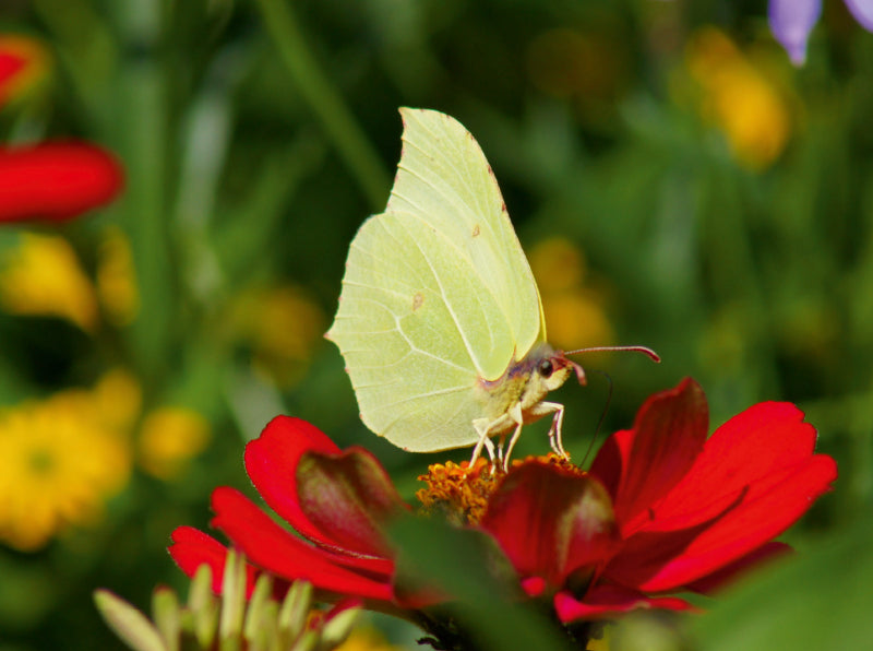 Zitronenfalter (Gonepteryx rhamni) auf roter Blume - CALVENDO Foto-Puzzle - calvendoverlag 39.99