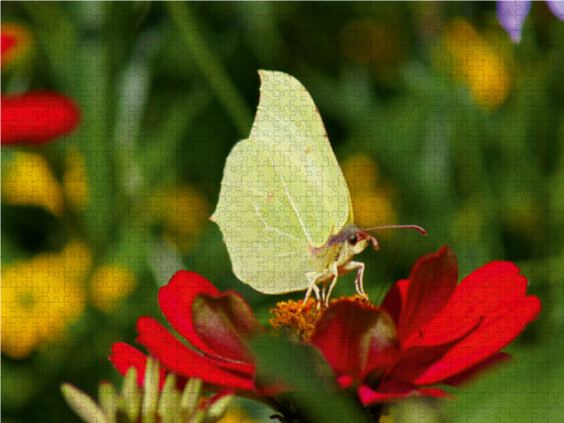 Zitronenfalter (Gonepteryx rhamni) auf roter Blume - CALVENDO Foto-Puzzle - calvendoverlag 39.99