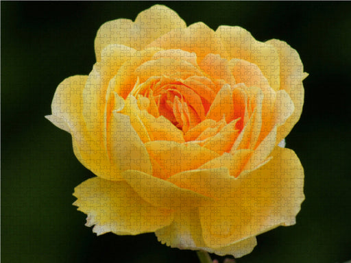 Gelbe Rose - CALVENDO Foto-Puzzle - calvendoverlag 29.99