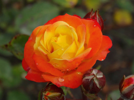 Orange gelbe Rose - CALVENDO Foto-Puzzle - calvendoverlag 29.99