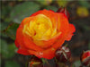 Orange gelbe Rose - CALVENDO Foto-Puzzle - calvendoverlag 29.99