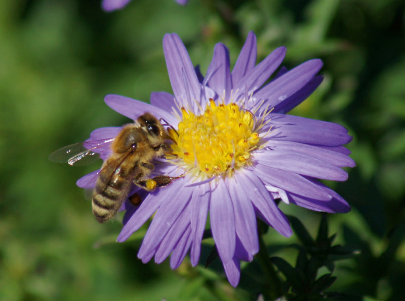 Honigbiene auf lila Aster - CALVENDO Foto-Puzzle - calvendoverlag 39.99