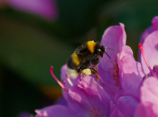 Hummel auf rosa Rhododendronblüte - CALVENDO Foto-Puzzle - calvendoverlag 39.99