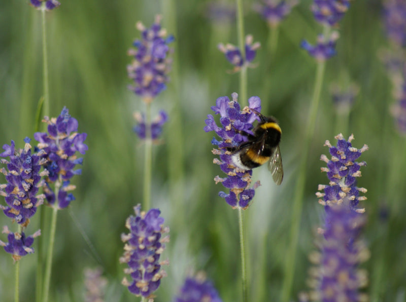 Hummel im Lavendelfeld - CALVENDO Foto-Puzzle - calvendoverlag 39.99