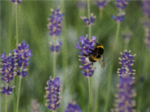 Hummel im Lavendelfeld - CALVENDO Foto-Puzzle - calvendoverlag 39.99