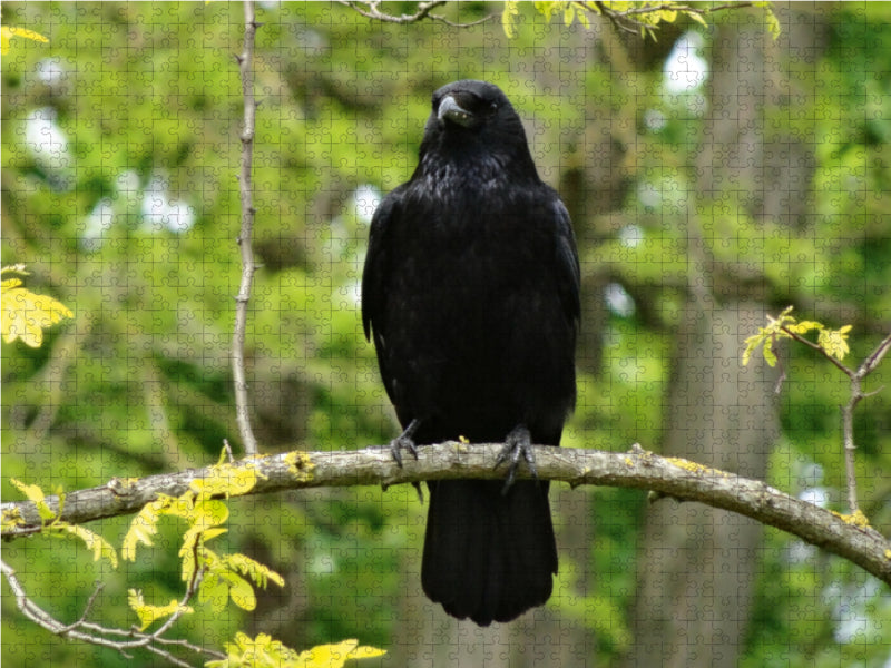 Rabe im Baum - CALVENDO Foto-Puzzle - calvendoverlag 39.99