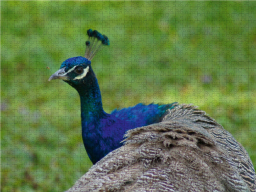 Blick zurück - CALVENDO Foto-Puzzle - calvendoverlag 39.99