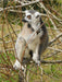Katta im Busch - CALVENDO Foto-Puzzle - calvendoverlag 39.99