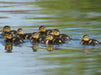 Stockenten  Küken - CALVENDO Foto-Puzzle - calvendoverlag 39.99