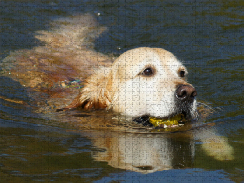 Golden Retriever in der Donau - CALVENDO Foto-Puzzle - calvendoverlag 39.99