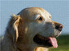 Golden Retriever - CALVENDO Foto-Puzzle - calvendoverlag 39.99