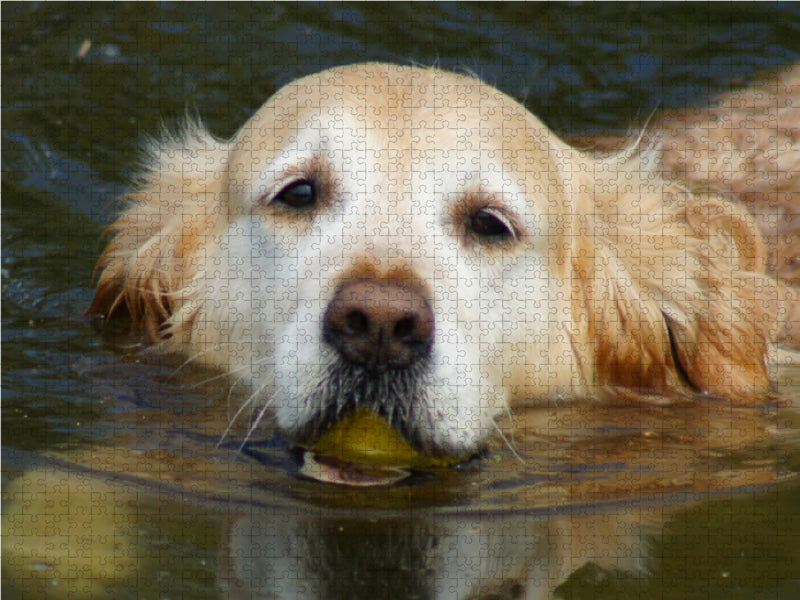 Golden Retriever beim Schwimmen - CALVENDO Foto-Puzzle - calvendoverlag 39.99