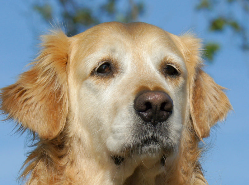 Golden Retriever Portrait - CALVENDO Foto-Puzzle - calvendoverlag 39.99