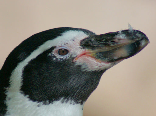 Humboldt Pinguin Portrait - CALVENDO Foto-Puzzle - calvendoverlag 39.99