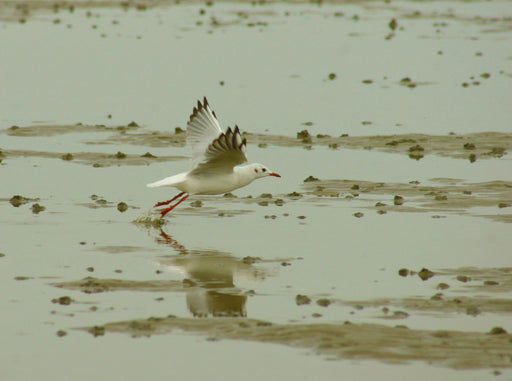 Möwe übern Wattenmeer - CALVENDO Foto-Puzzle - calvendoverlag 39.99