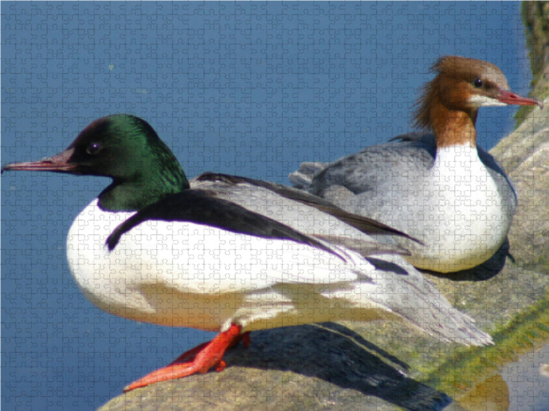 Gänsesäger Paar - CALVENDO Foto-Puzzle - calvendoverlag 39.99