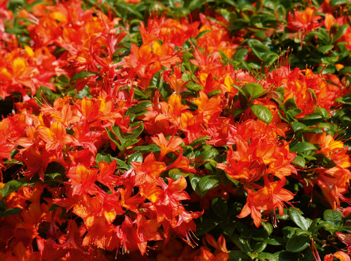 Bunte Rhododendron - CALVENDO Foto-Puzzle - calvendoverlag 29.99