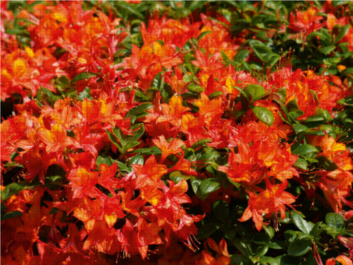 Bunte Rhododendron - CALVENDO Foto-Puzzle - calvendoverlag 29.99