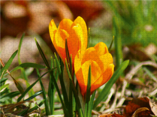 Gelbe Krokusse (Crocus) - CALVENDO Foto-Puzzle - calvendoverlag 39.99