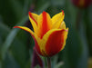 Rot gelbe Tulpenblüte - CALVENDO Foto-Puzzle - calvendoverlag 39.99