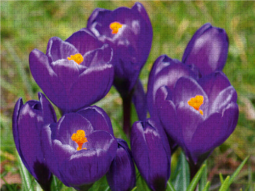 Dunkel lila Krokusse (Crocus) - CALVENDO Foto-Puzzle - calvendoverlag 39.99