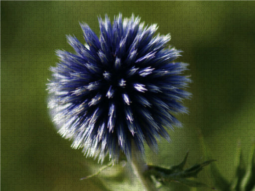 Blaue Kugeldistel (Echinops) - CALVENDO Foto-Puzzle - calvendoverlag 39.99